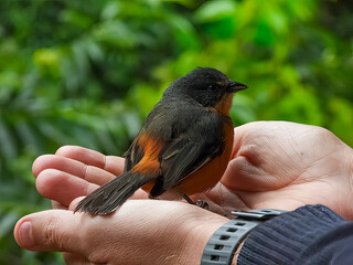 bird on white man's hands. Buff-throated Warbling-Finch (Microspingus lateralis)