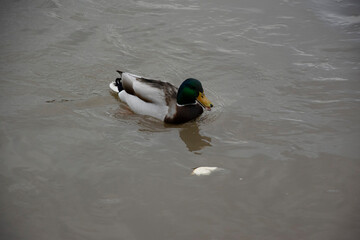 ducks in the lake