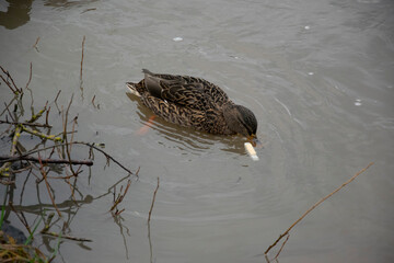 duck in the water