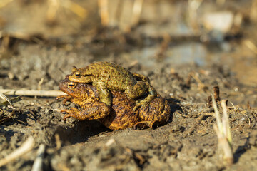 The green toad lies on the surface of the pond among the reeds.