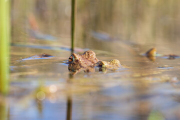 The green toad lies on the surface of the pond among the reeds.