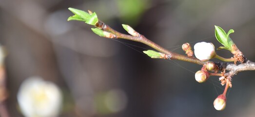 A twig of a cherry tree with the first spring leaves and flower buds wakes up from hibernation, tearing off the web. Blurry background. Bokeh.Place for text.