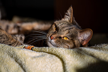 A gray tabby cat with yellow eyes lies in a sunbeam and looks into the camera, close-up