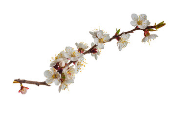 Beautiful cherry blossom flower with branch isolated on white background.