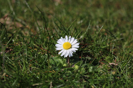 Single white and yellow daisy in grass lawn with space for copy