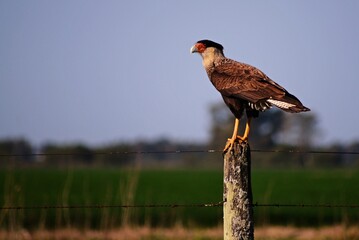 Carancho posado en el alambrado de un campo