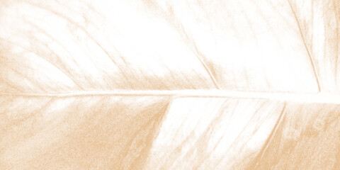 feather on wood