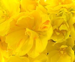 Obraz premium Background of yellow open tulips with green leaves, large format