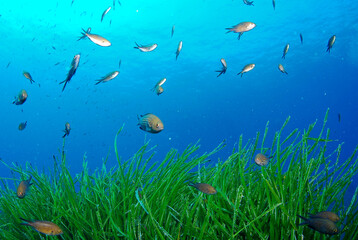 Seagrass Posidonia oceanica in blue water in Mediterranean sea. Sardegna. Fishes Chromis chromis.
