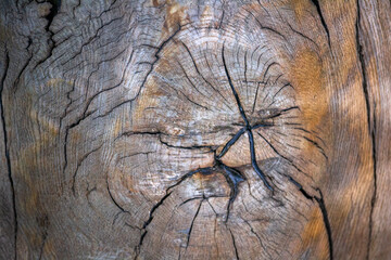 Polished cut structure of a large tree.