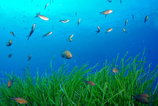 Seagrass Posidonia oceanica in blue water in Mediterranean sea. Sardegna. Fishes Chromis chromis.