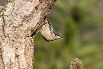 Nuthatch (Sitta europaea) on a tree stump