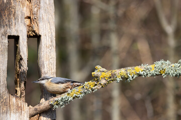 Nuthatch (Sitta europaea) on a tree stump