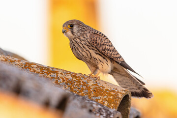 Female Lesser Kestrel in breeding colony in Spain