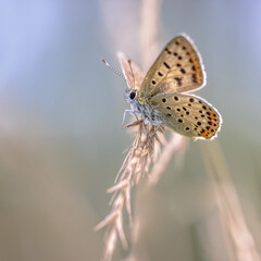 Fototapeta na wymiar European Butterfly Sooty Copper perched on grass