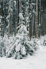snow covered fir tree in the Emmental forest