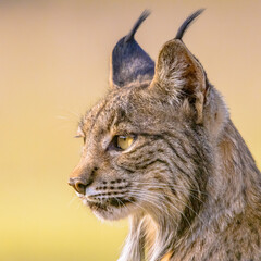 Portrait de lynx ibérique sur fond clair