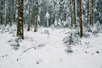Mystical winter forest in deep snow in Emmental