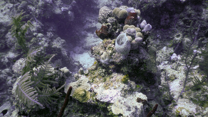 coral reef in the sea