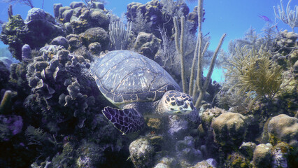 Hawkbill Turtle on the reef in Bay Islands Honduras 