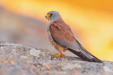 Male Lesser Kestrel in breeding colony in Spain