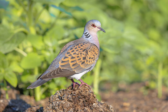 Turtle dove perched on ground alert