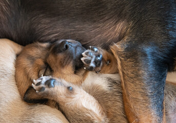 Ein Welpe fühlt sich geborgen