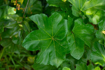 Obraz premium HOJAS EN EL BOSQUE