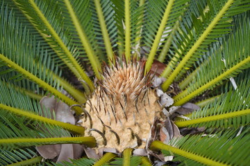 Cycas revolute, king sago, sago cycad, Japanese sago palm, is a species of gymnosperm in the family...