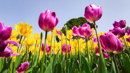 Yellow and pink tulip flowers growing in park on background of blue sky In rays of sun. Bottom view