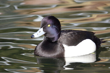 Reiherente / Tufted duck / Aythya fuligula