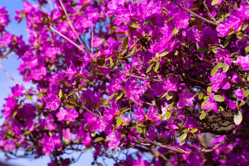 Rhododendron blossoms close up. Nature floral background. Purple Azalea flowers in spring. Seasonal spring wallpaper.