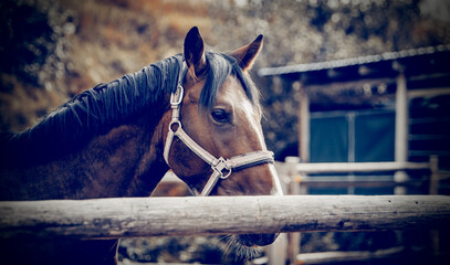 Portrait of a bay horse with a white stripe on the muzzle, walking in the levada.