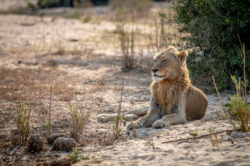 Young male Lion laying in the sand.