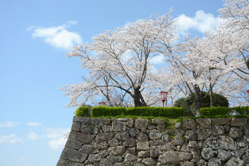 春の津山城　石垣と桜　岡山県津山市