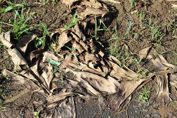Dried banana leaves that fall on the ground