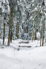 mystical winter forest in Emmental
