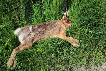 Feldhase / European hare / Lepus europaeus.