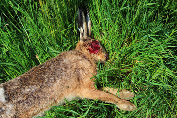 Feldhase / European hare / Lepus europaeus.