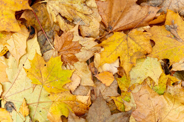 Naklejka na ściany i meble Yellow and orange autumn leaves background. Horizontal photo