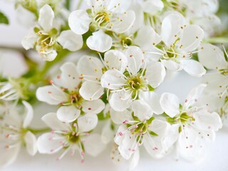 White flowers  background 