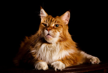 Yellow Maine Coon