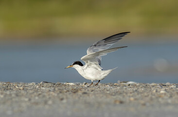 A least tern spreads its wings on the beach sand. 