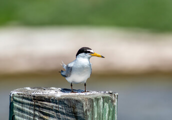 A least tern stands on a wooden dock piling near the ocean water.  - obrazy, fototapety, plakaty
