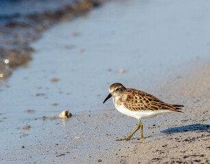 A least sandpiper walks the sandy shoreline in search of food 