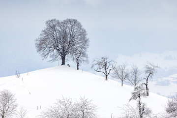 lone tree on top of a hill in Emmental in winter