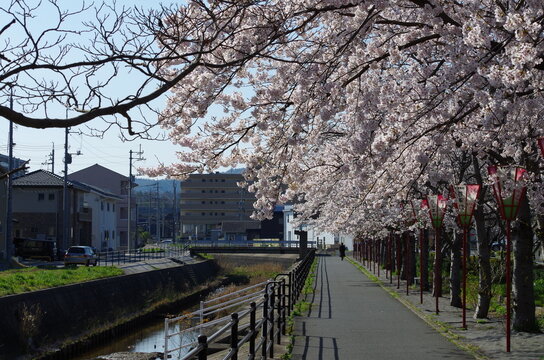 桜の咲く道