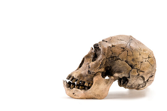 skull of prehistoric man, Skull of homo neanderthalensis isolated on white background with space for text	