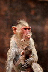 Bonnet macaque with baby. Monkeys in Badami Fort.