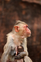 Bonnet macaque with baby. Monkeys in Badami Fort.